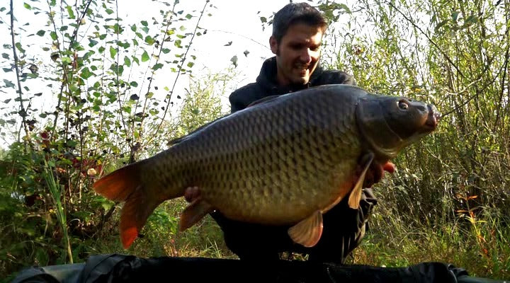 MASSIVER SCHUPPENKARPFEN