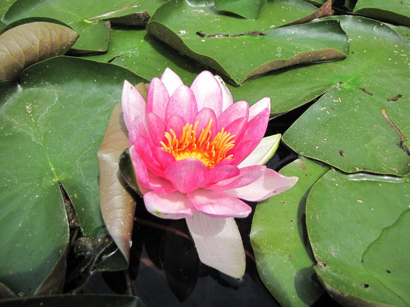 FASZINATION KARPFENANGELN