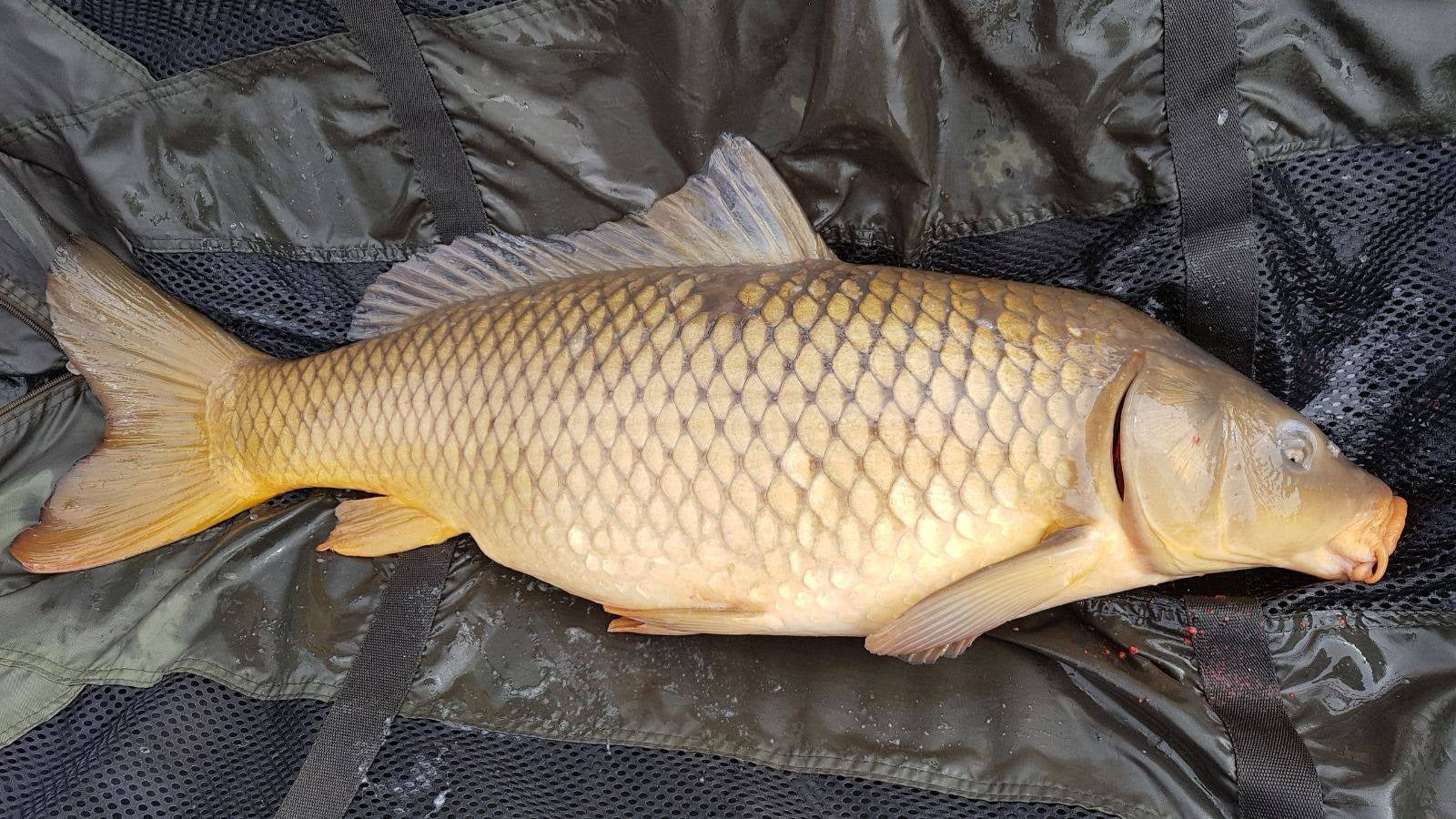 SNOW CARP